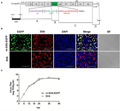 Senecavirus A Entry Into Host Cells Is Dependent on the Cholesterol-Mediated Endocytic Pathway